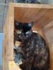 Kitti (4)